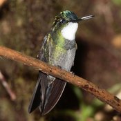 White-throated Mountain-gem